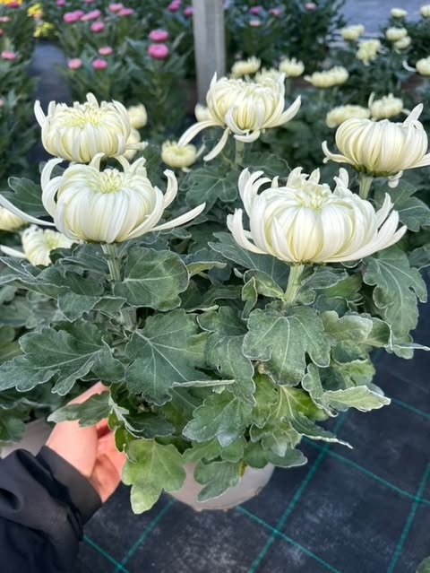 Chrysanthème 5 têtes