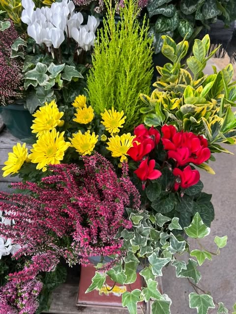 Compositions florales en terre avec Chrysanthème