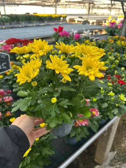 Chrysanthème Ø12