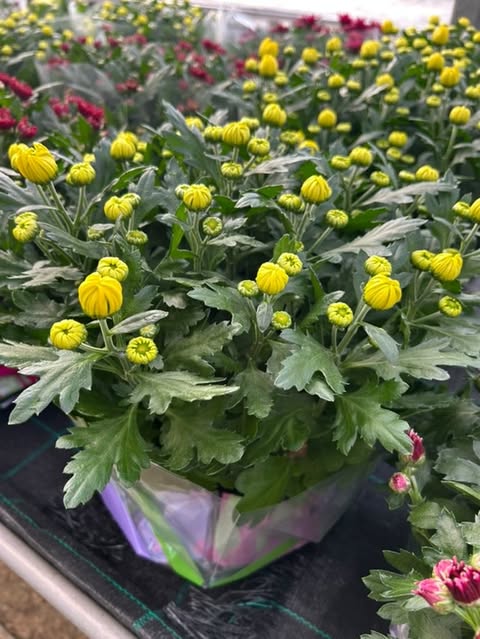 Chrysanthème coupe Ø23