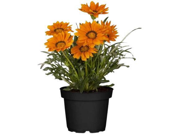 Gazania ⌀13