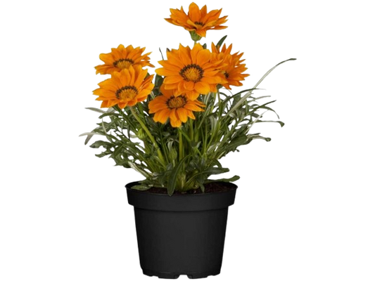 Gazania ⌀13