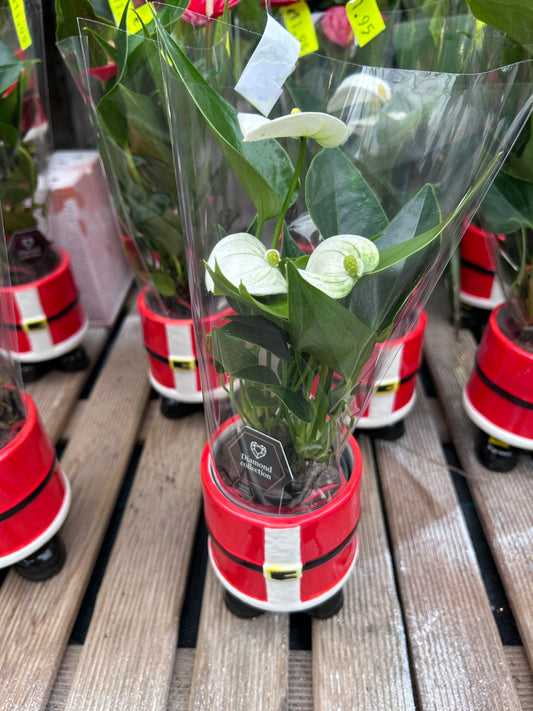 Composition florale pour les fêtes de fin d'année
