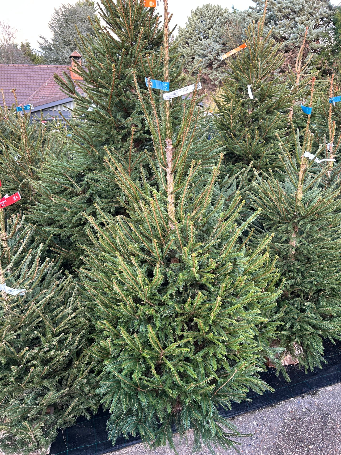 sapin de Noël Épicéa 175/200cm BÛCHE OFFERT ! 🪵🌲