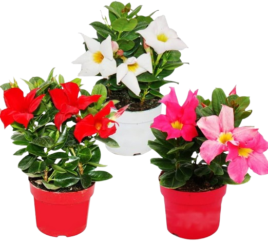 Dipladenia ⌀10