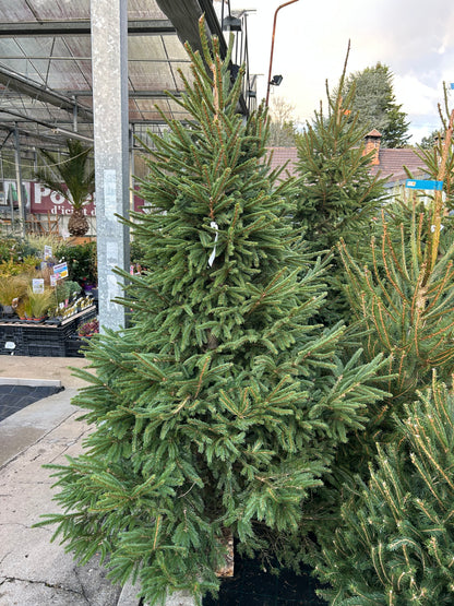 sapin de Noël Épicéa 200/225cm BÛCHE OFFERT ! 🪵🌲