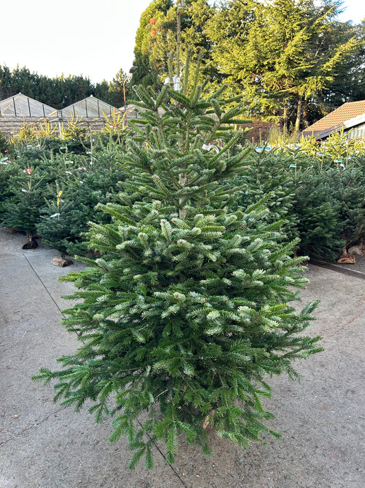 sapin de Noël Nordmann 200cm BÛCHE OFFERT ! 🪵🌲