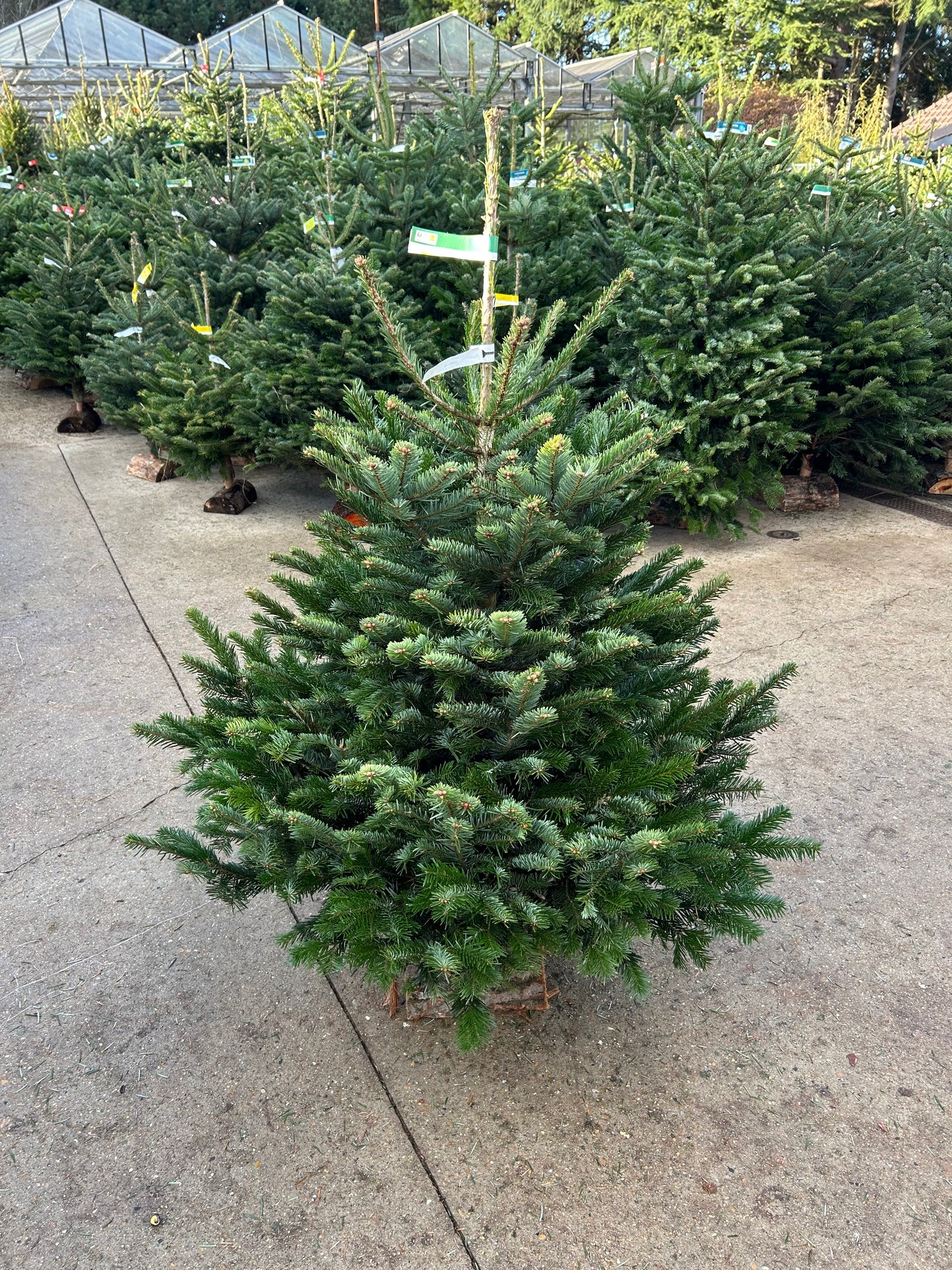 sapin de Noël Nordmann 125/150cm BÛCHE OFFERT ! 🪵🌲