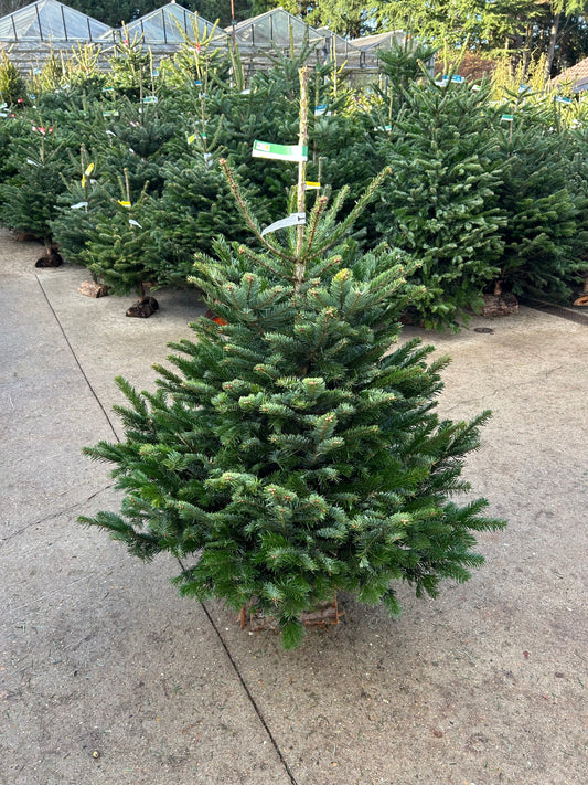 sapin de Noël Nordmann 125/150cm BÛCHE OFFERT ! 🪵🌲