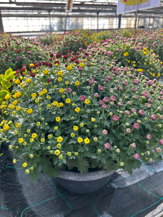 Chrysanthème coupe multifleurs ⌀27