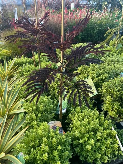 Arbre à soie