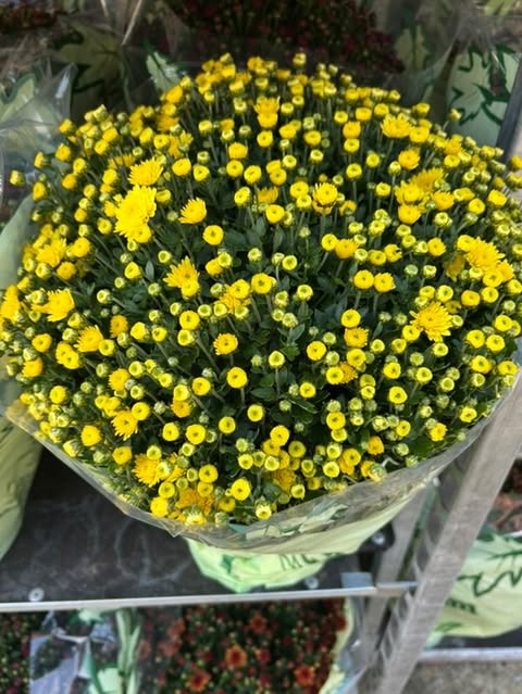 Chrysanthème Pomponette Ø19