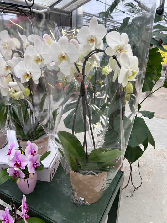 Orchidée