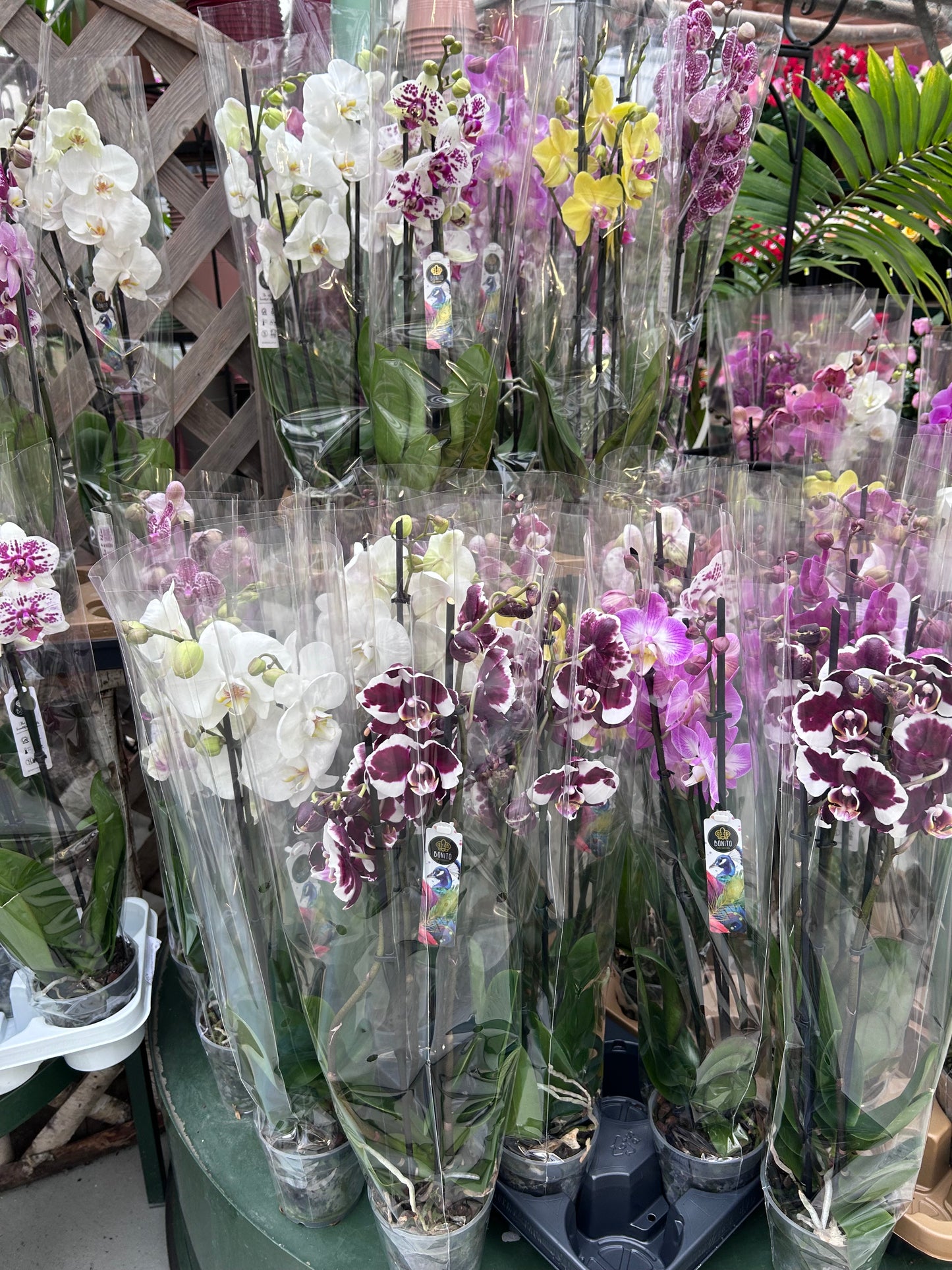 Orchidée