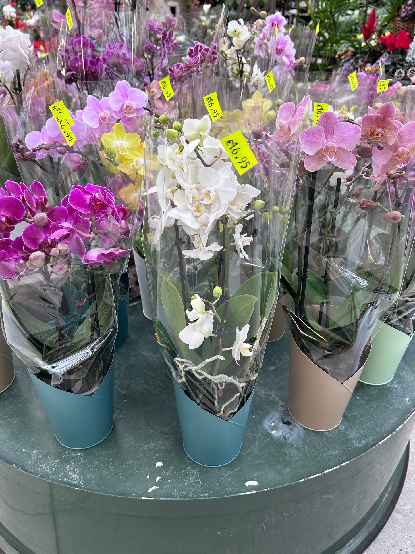 Orchidée