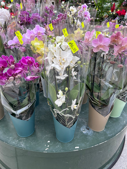 Orchidée