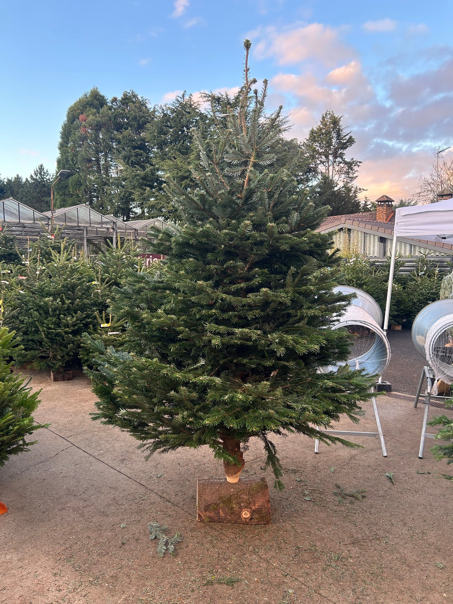 sapin de Noël  Nordmann 300cm BÛCHE OFFERT ! 🪵🌲