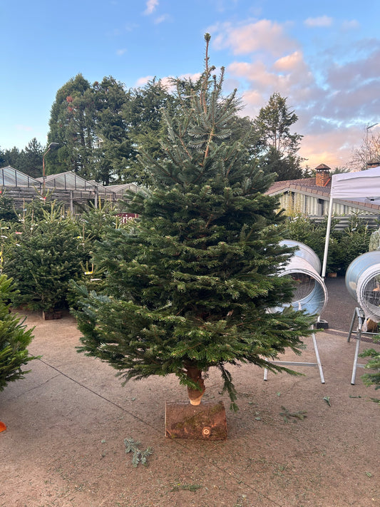 sapin de Noël  Nordmann 300cm BÛCHE OFFERT ! 🪵🌲