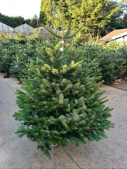 sapin de Noël Nordmann 200/Diamant BÛCHE OFFERT ! 🪵🌲
