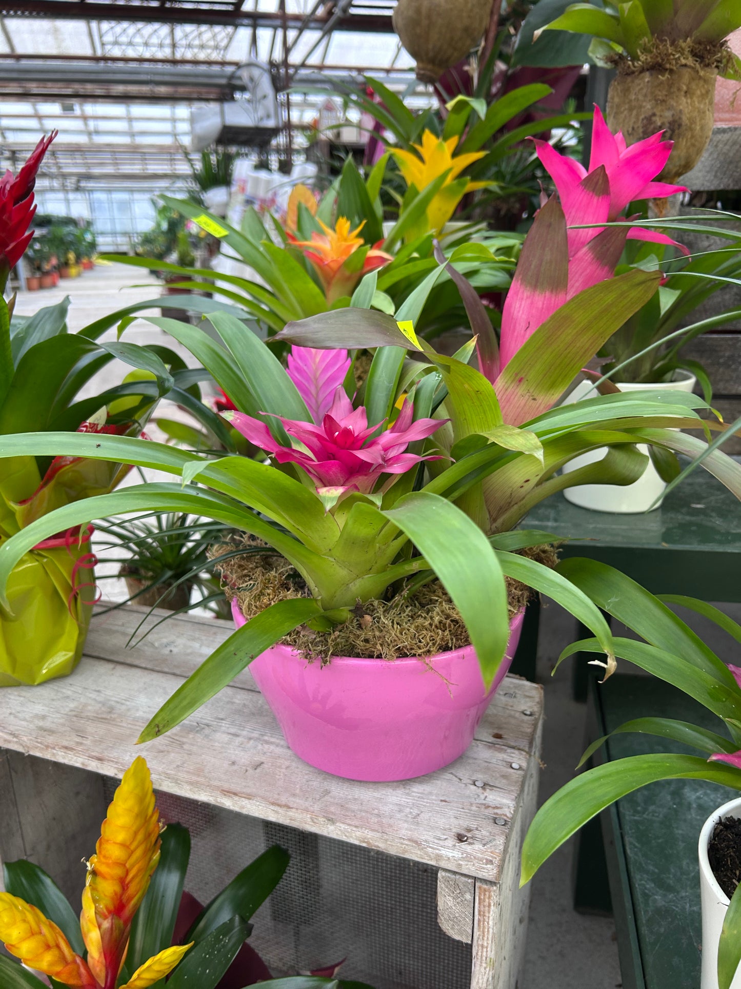 Composition florale pour les fêtes de fin d'année