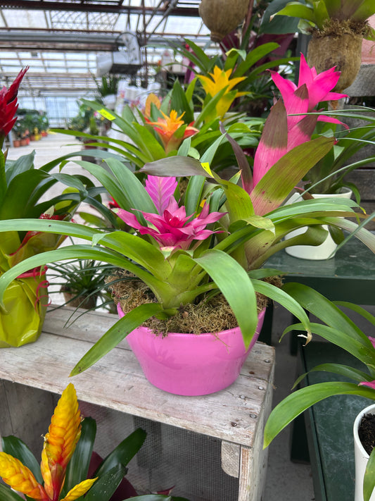 Composition florale pour les fêtes de fin d'année