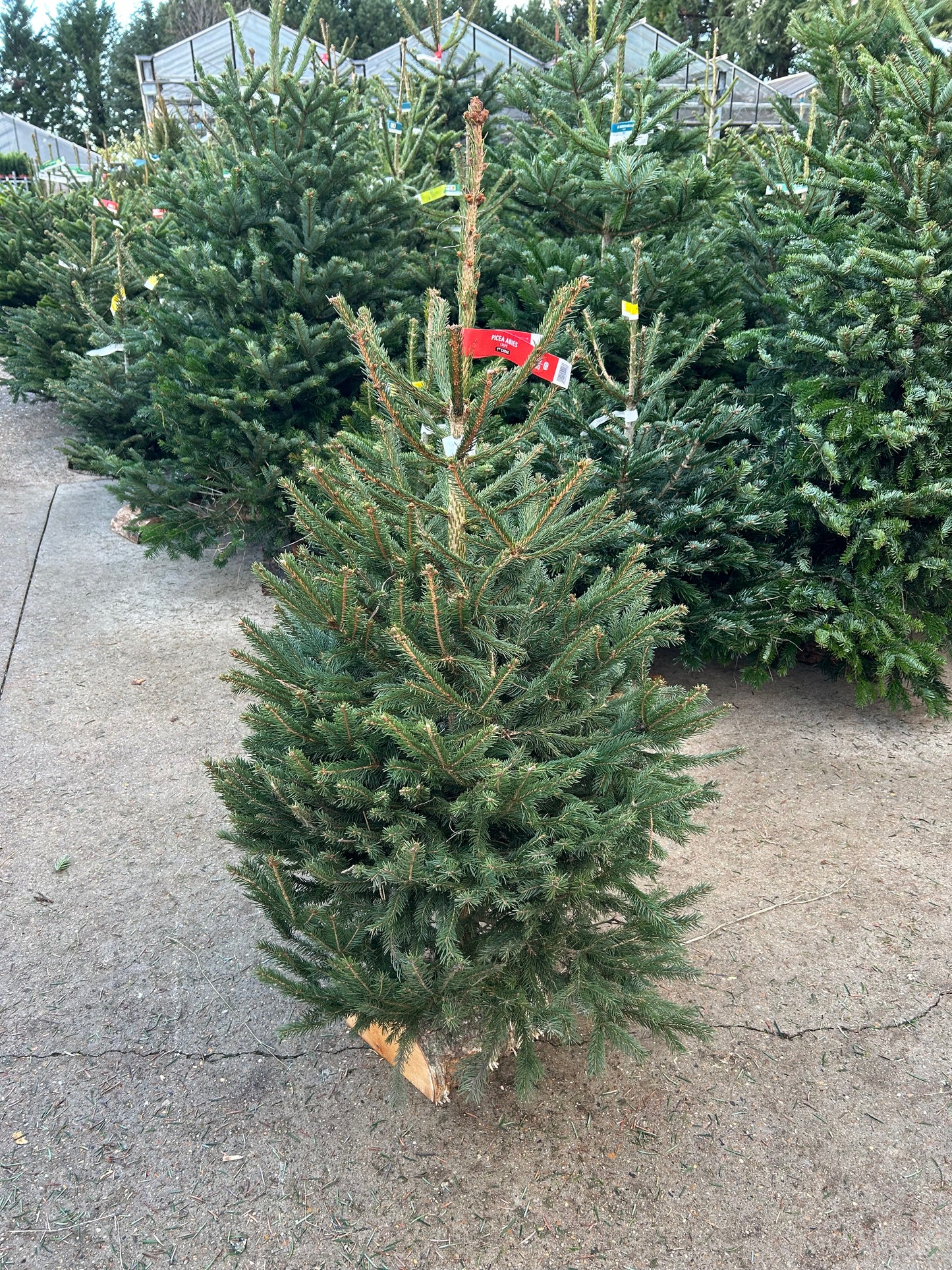 sapin de Noël Épicéa 125/150cm BÛCHE OFFERT ! 🪵🌲