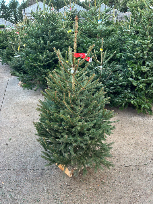 sapin de Noël Épicéa 125/150cm BÛCHE OFFERT ! 🪵🌲