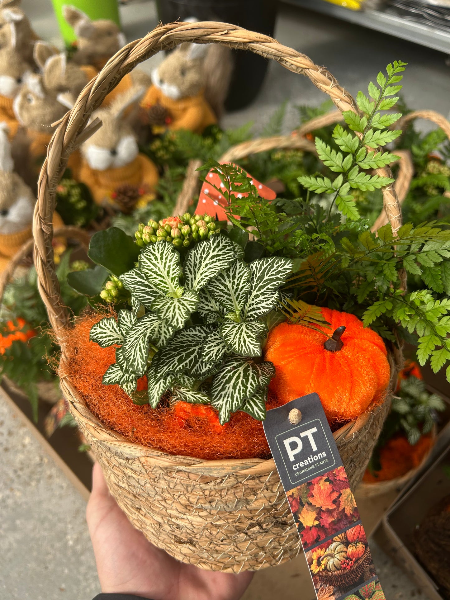 composition florales d'Audomne