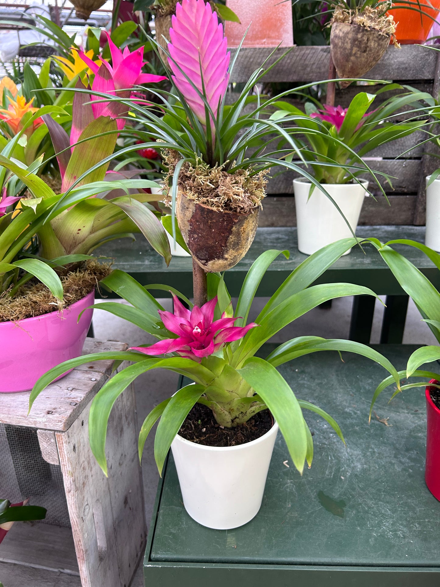 Composition florale pour les fêtes de fin d'année