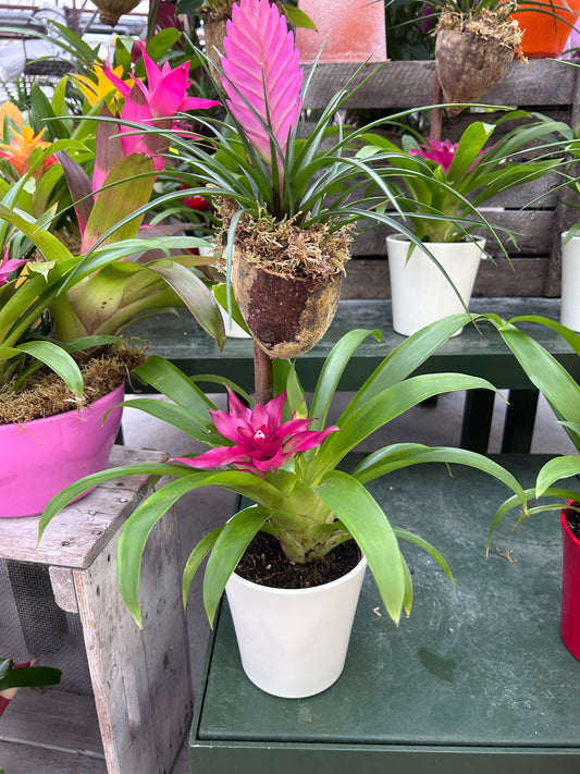 Composition florale pour les fêtes de fin d'année
