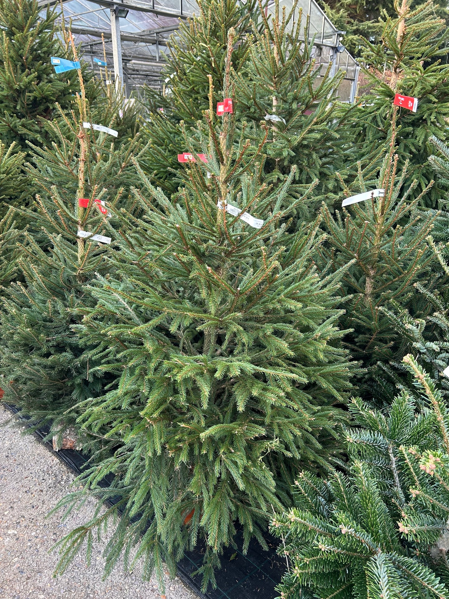 sapin de Noël Épicéa 150/175cm BÛCHE OFFERT ! 🪵🌲