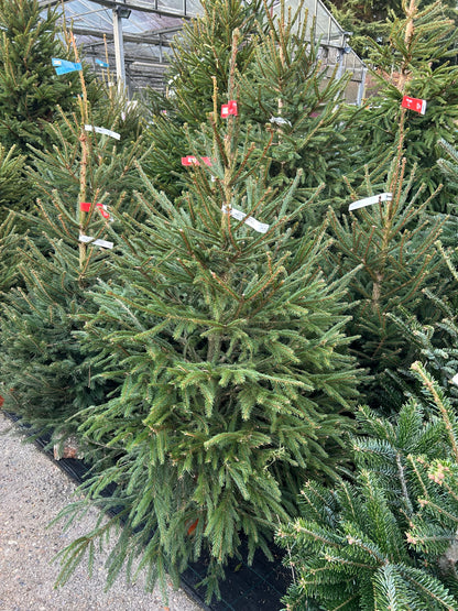 sapin de Noël Épicéa 150/175cm BÛCHE OFFERT ! 🪵🌲