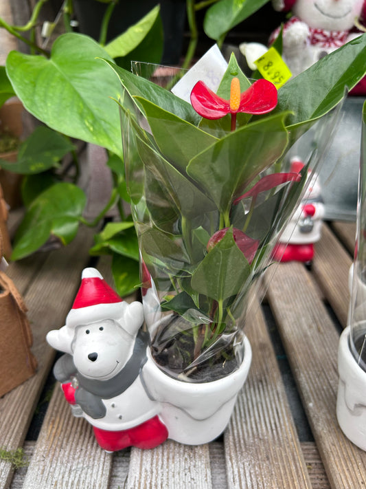 Composition florale pour les fêtes de fin d'année