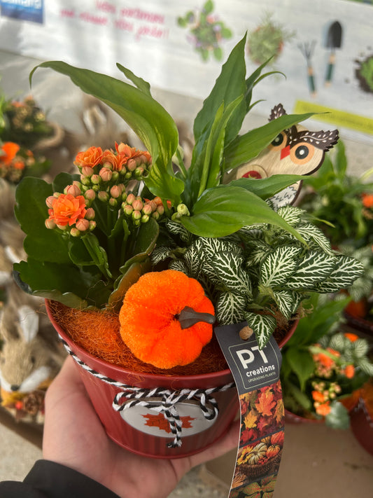 composition florales d'Audomne