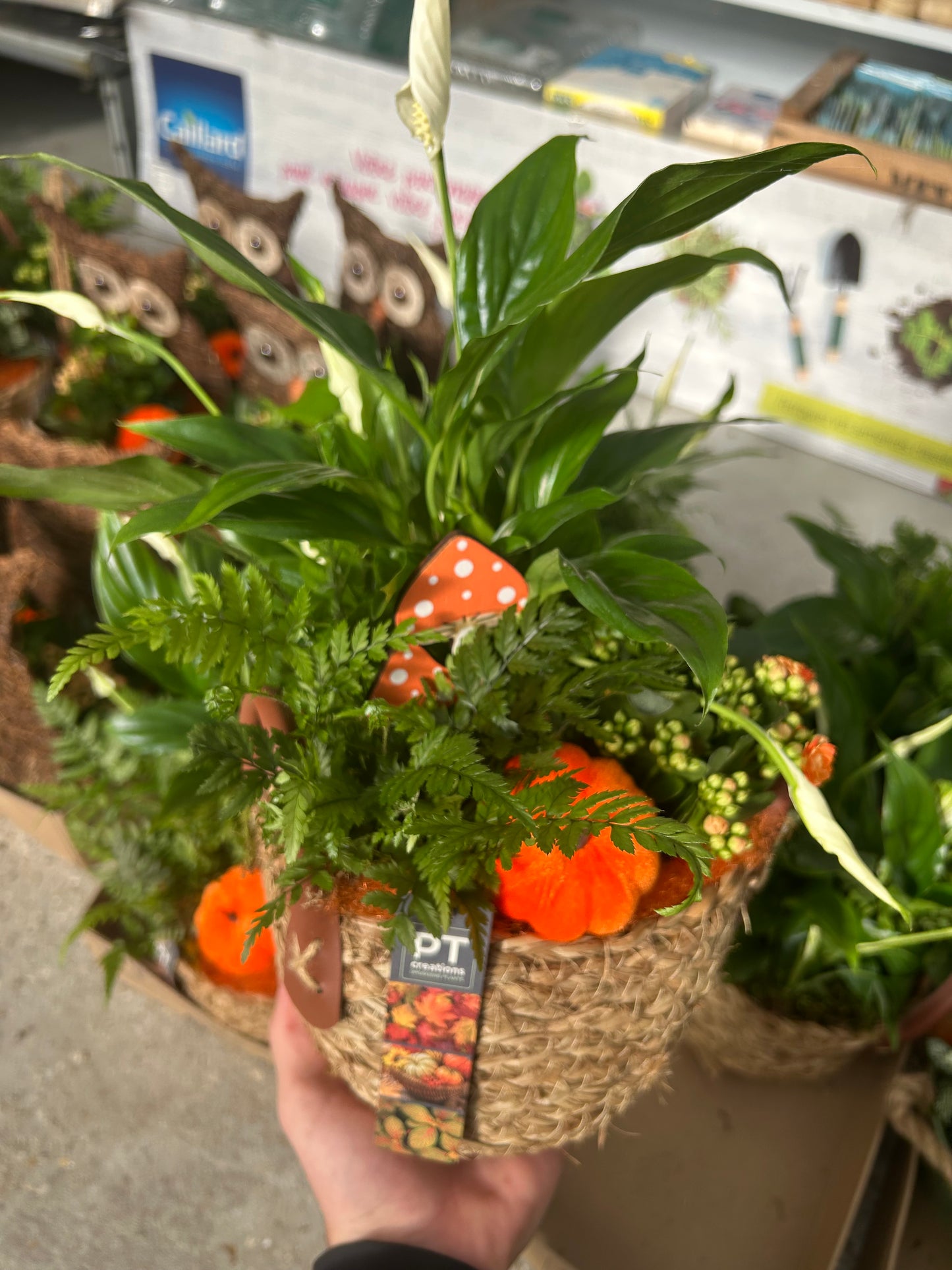 composition florales d'Audomne