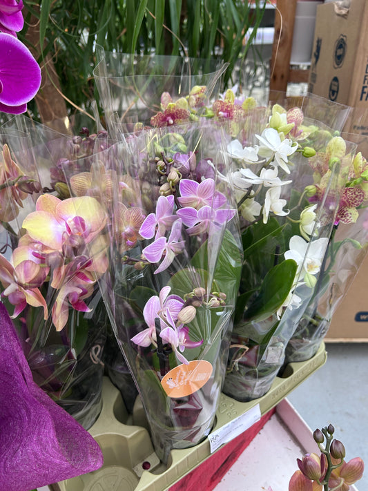 Orchidée
