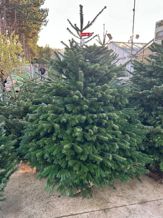 sapin de Noël Nordmann 250cm BÛCHE OFFERT ! 🪵🌲