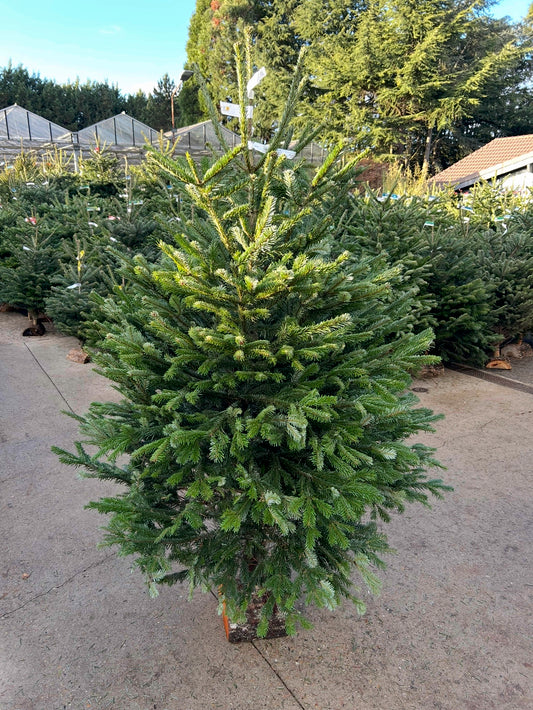 sapin de Noël  Nordmann 175/200cm BÛCHE OFFERT ! 🪵🌲