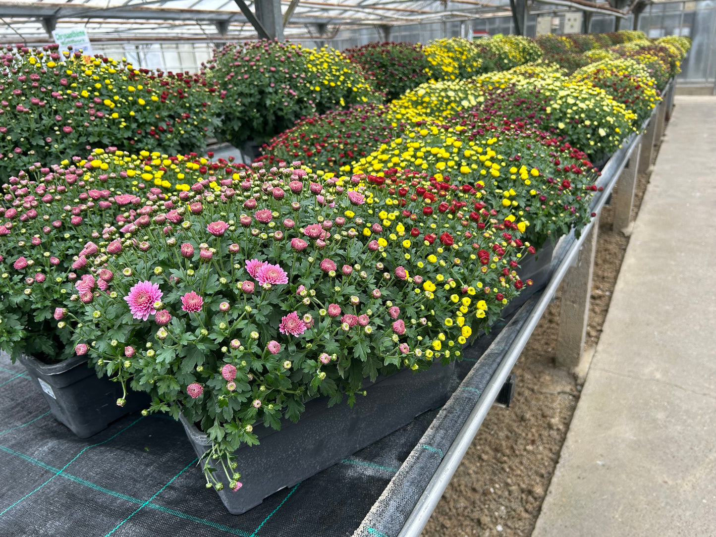 Chrysanthème jardinière tricolore 50cm
