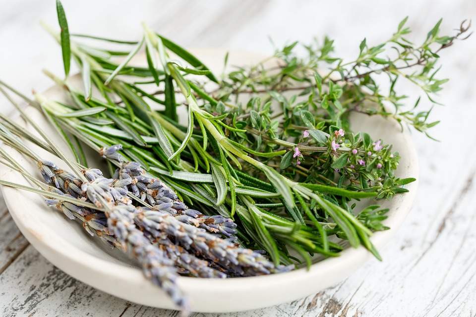 Aromatiques XXL romarin, thym et lavande pot de 19