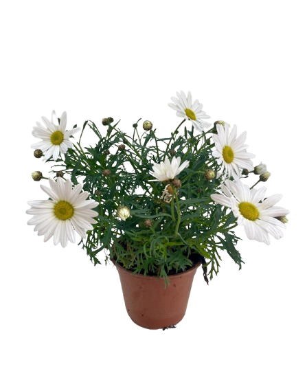 Anthemis ⌀10