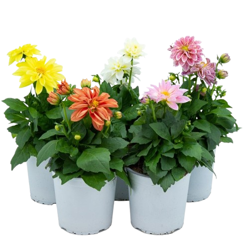Dahlia ⌀10