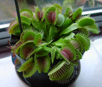 Plantes carnivores