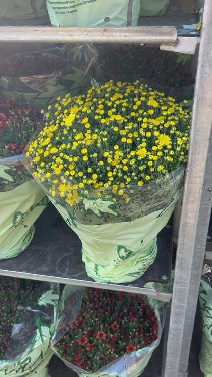 Chrysanthème Pomponette Ø19