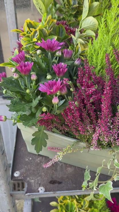 Jardinière avec Chrysanthème (40cm)