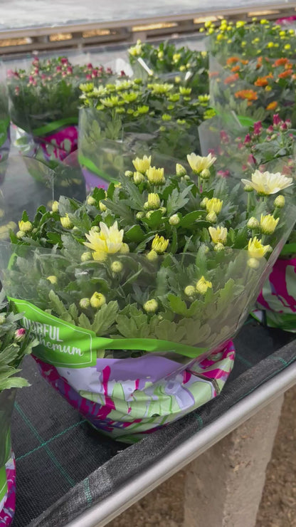 Chrysanthème coupe Ø23