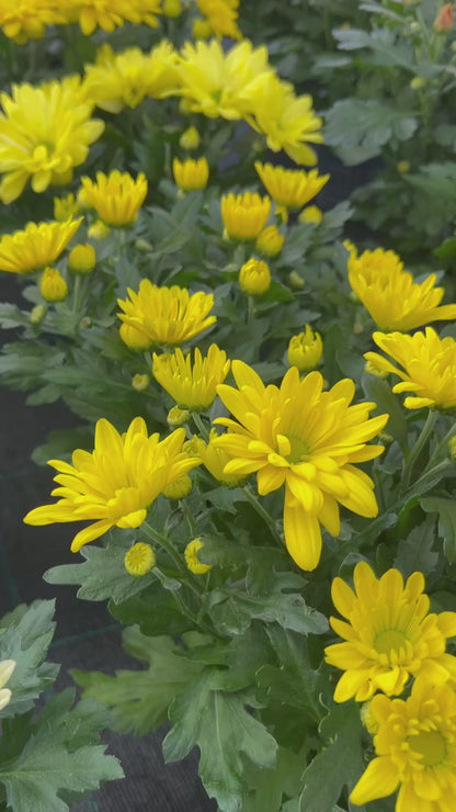 Chrysanthème Ø12