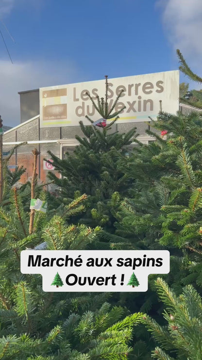 sapin de Noël Épicéa 200/225cm BÛCHE OFFERT ! 🪵🌲