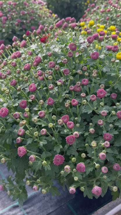 Chrysanthème coupe multifleurs ⌀27
