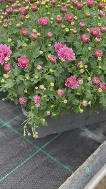 Chrysanthème jardinière tricolore 50cm